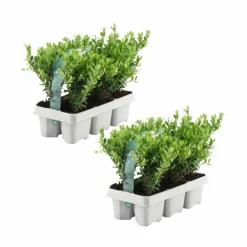 La Green Touch Arbres Et Arbustes | - Ilex crenata 'jenny' x 12