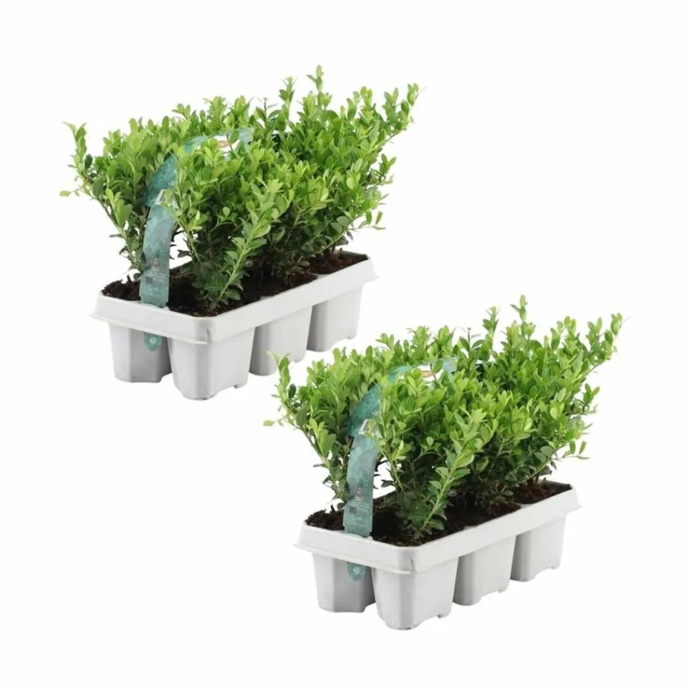 La Green Touch Arbres Et Arbustes | - Ilex crenata 'jenny' x 12