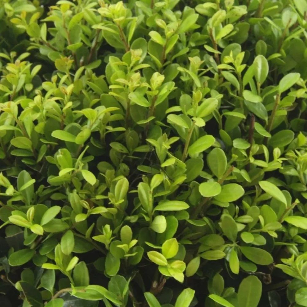 La Green Touch Arbres Et Arbustes | - Ilex crenata 'jenny' x 12