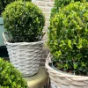 La Green Touch Arbres Et Arbustes | - Ilex crenata 'jenny' et leur panier x 2