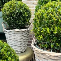 La Green Touch Arbres Et Arbustes | - Ilex crenata 'jenny' et leur panier x 2