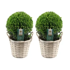 La Green Touch Arbres Et Arbustes | - Ilex crenata 'jenny' et leur panier x 2