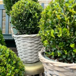 La Green Touch Arbres Et Arbustes | - Ilex crenata 'jenny' et leur panier x 2