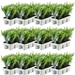 La Green Touch - Ilex crenata 'jenny' - lot de 72 Outlet