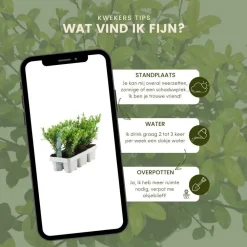 La Green Touch - Ilex crenata 'jenny' - lot de 72 Outlet