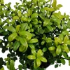 La Green Touch Arbres Et Arbustes | - Ilex crenata 'jenny' - lot de 6
