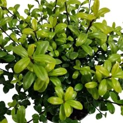 La Green Touch Arbres Et Arbustes | - Ilex crenata 'jenny' - lot de 6