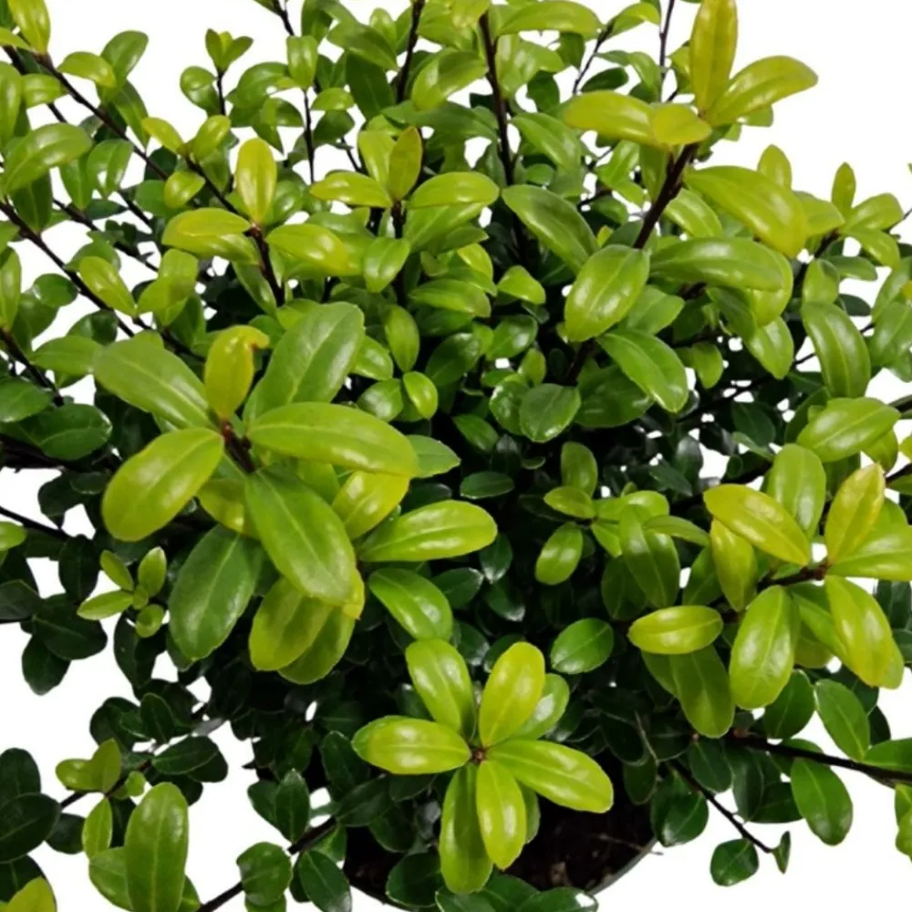 La Green Touch Arbres Et Arbustes | - Ilex crenata 'jenny' - lot de 6
