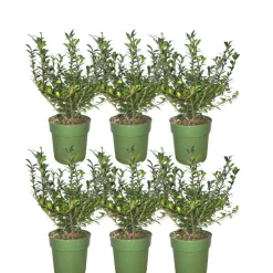 La Green Touch Arbres Et Arbustes | - Ilex crenata 'jenny' - lot de 6