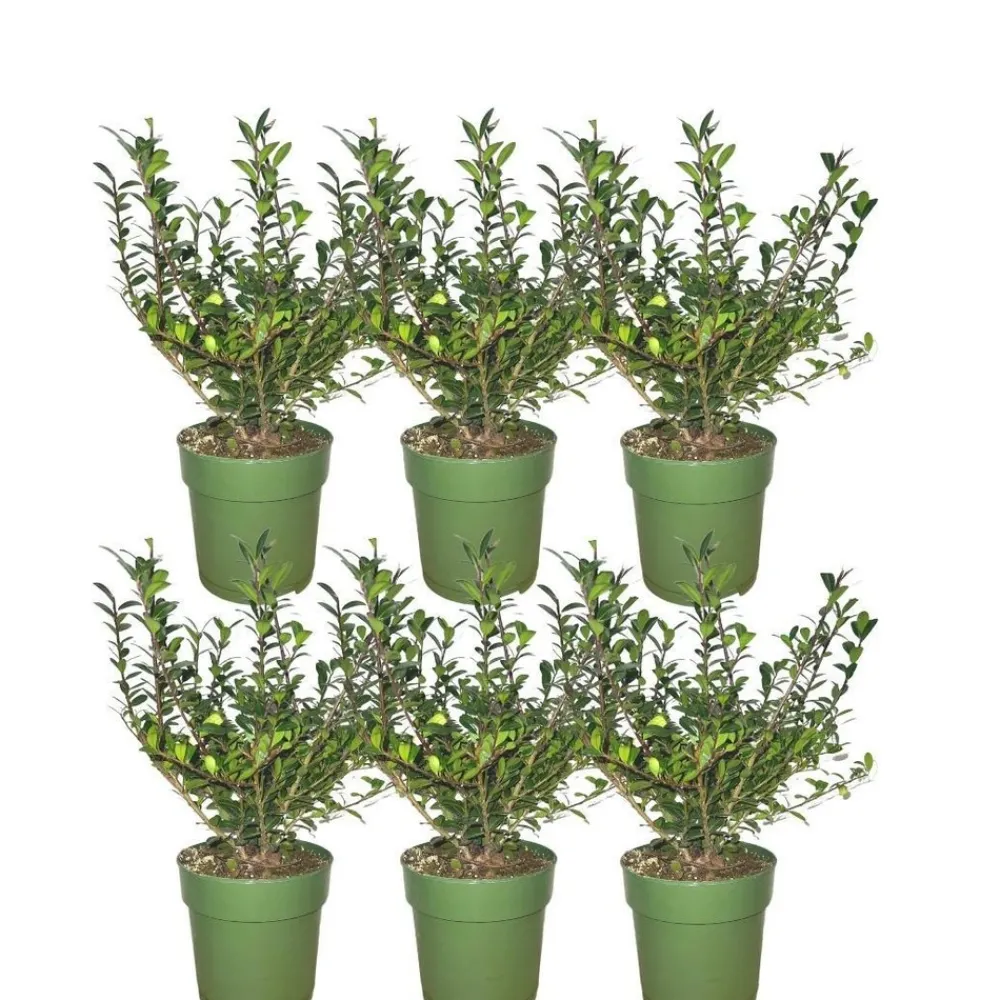 La Green Touch Arbres Et Arbustes | - Ilex crenata 'jenny' - lot de 6