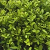 La Green Touch Arbres Et Arbustes | - Ilex crenata 'jenny' - lot de 6