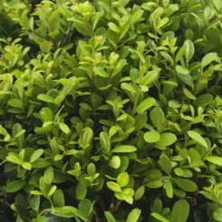 La Green Touch Arbres Et Arbustes | - Ilex crenata 'jenny' - lot de 6