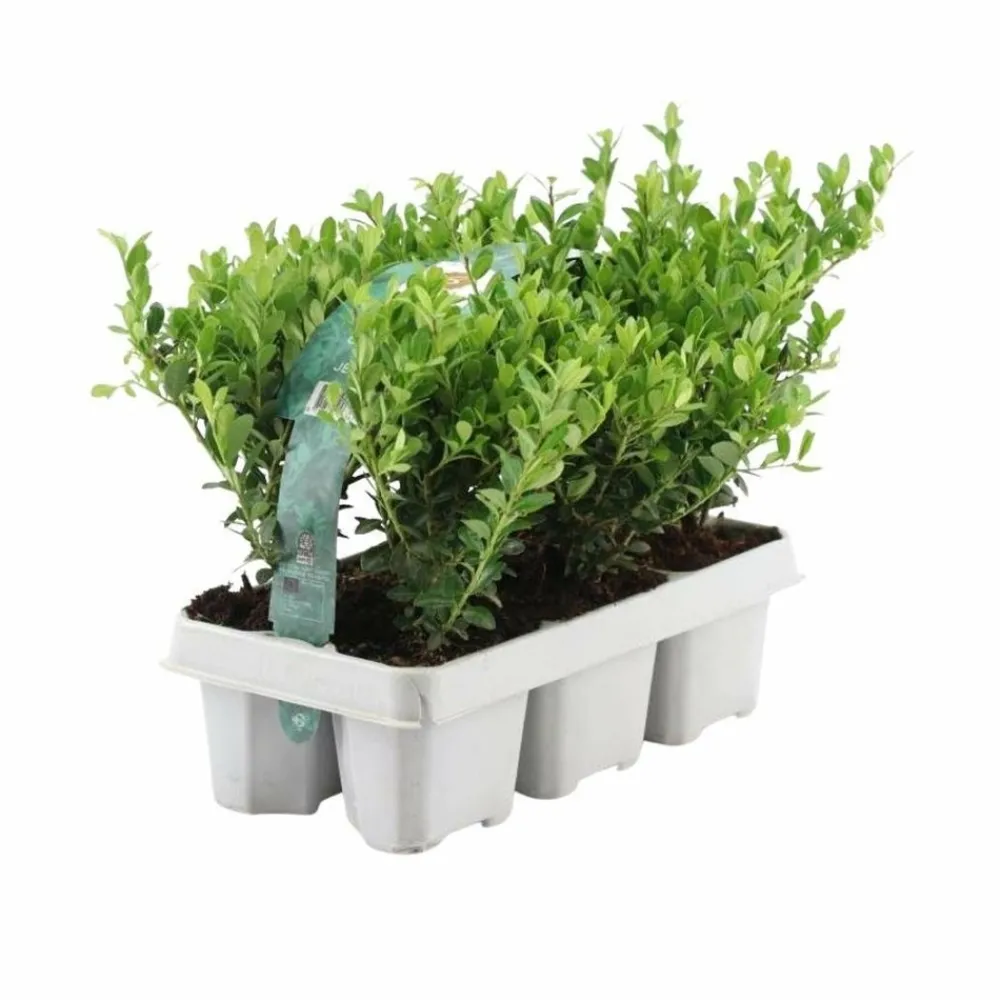 La Green Touch Arbres Et Arbustes | - Ilex crenata 'jenny' - lot de 6