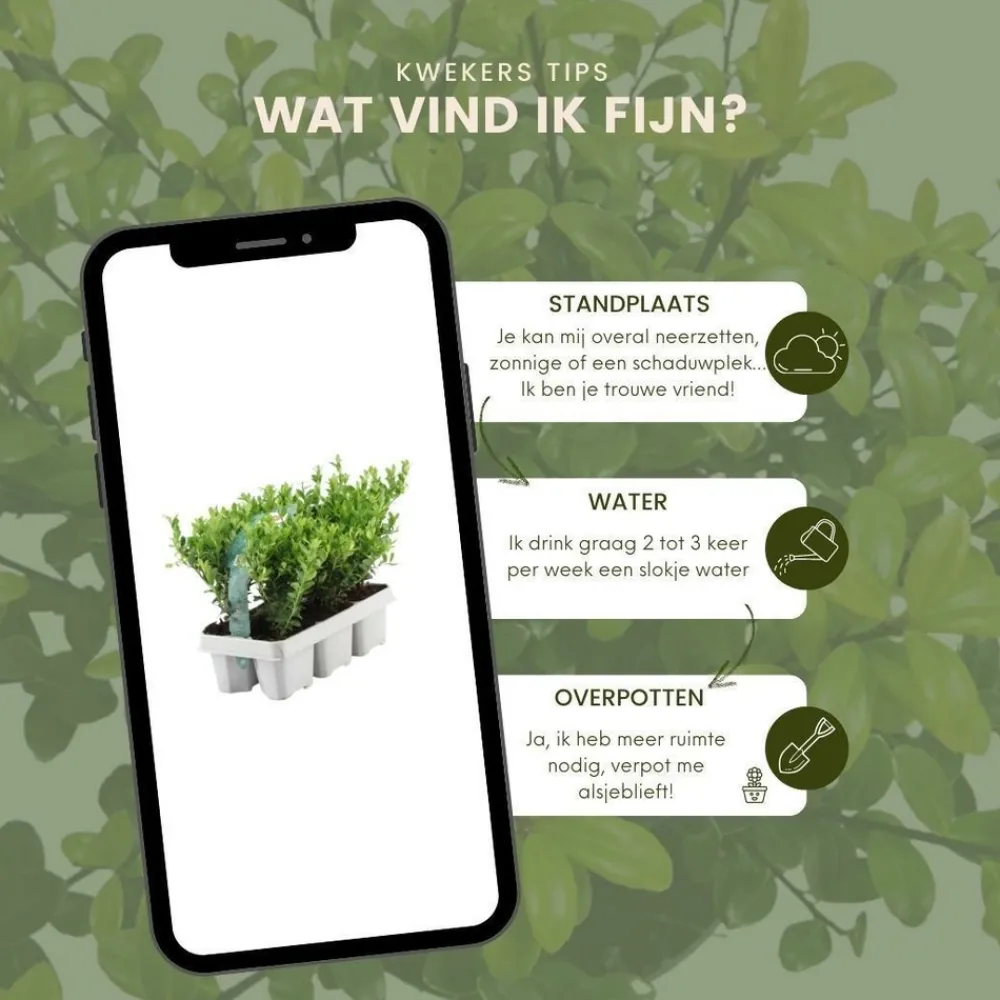 La Green Touch Arbres Et Arbustes | - Ilex crenata 'jenny' - lot de 6