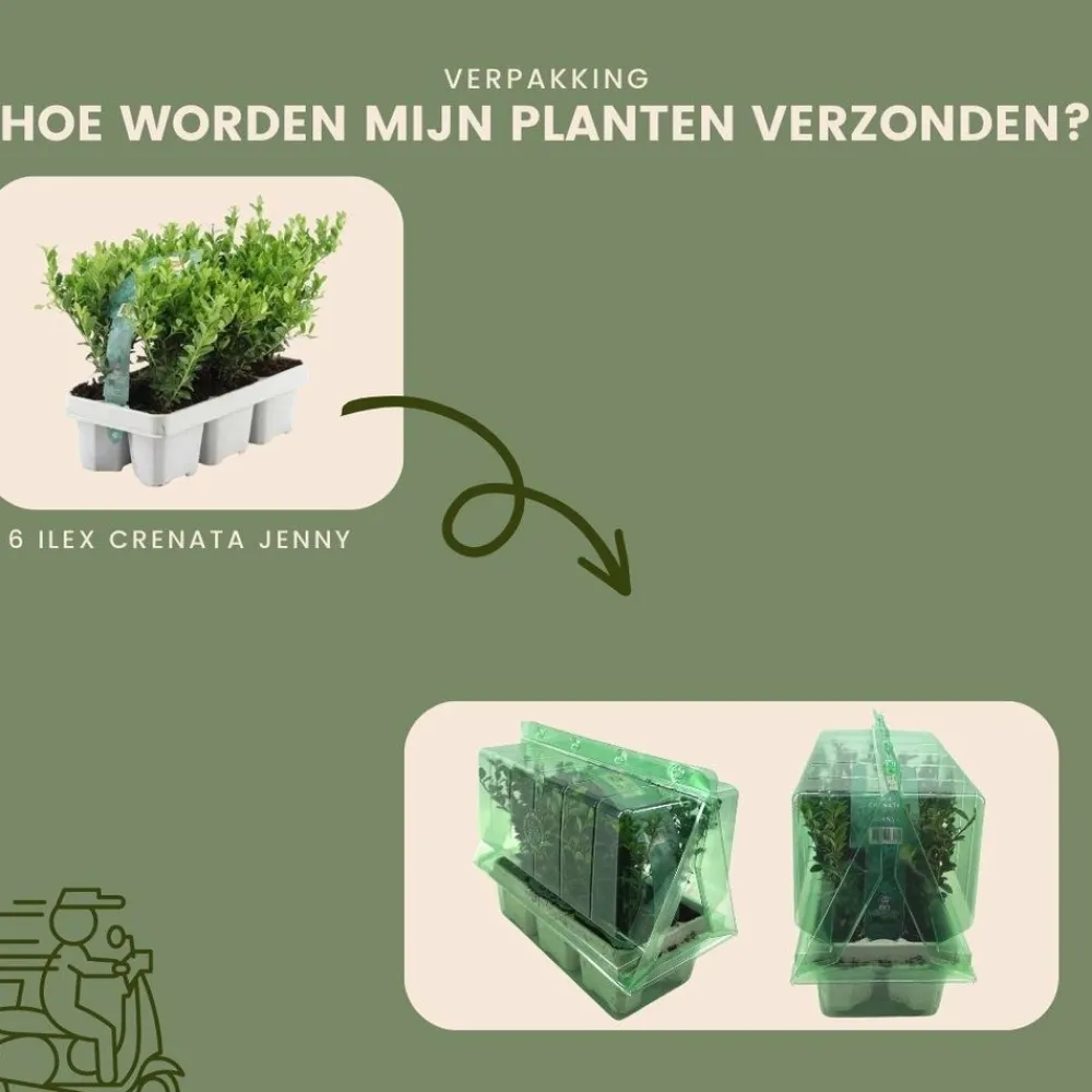 La Green Touch Arbres Et Arbustes | - Ilex crenata 'jenny' - lot de 6