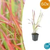 La Green Touch - Imperata herbe sanglante 'red baron' x60 – entre 3,75 et 5m2