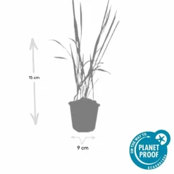 La Green Touch - Imperata herbe sanglante 'red baron' x60 – entre 3,75 et 5m2