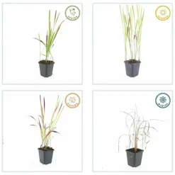 La Green Touch - Imperata herbe sanglante 'red baron' x60 – entre 3,75 et 5m2