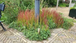 La Green Touch - Imperata herbe sanglante 'red baron' x60 – entre 3,75 et 5m2