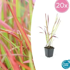 La Green Touch Plantes Vivaces | - Imperata herbe sanglante 'red baron' x20 – entre 1,25 et 1,67m2