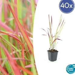 La Green Touch Plantes Vivaces | - Imperata herbe sanglante 'red baron' x40 – entre 2,5 et 3,33m2