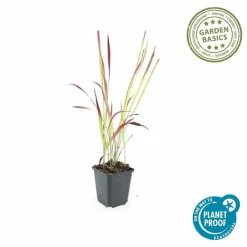 La Green Touch Plantes Vivaces | - Imperata herbe sanglante 'red baron' x12 – entre 0,75 et 1m2