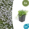 La Green Touch Fleurs De Saison | - Isotoma fluviatilis x6 – entre 0,38 et 0,5m2