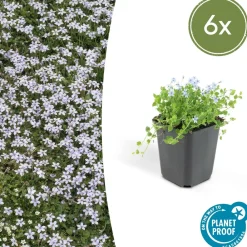 La Green Touch Fleurs De Saison | - Isotoma fluviatilis x6 – entre 0,38 et 0,5m2