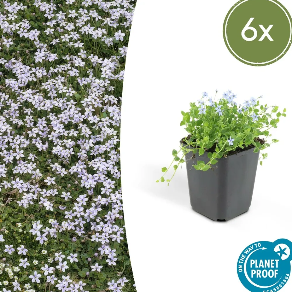 La Green Touch Fleurs De Saison | - Isotoma fluviatilis x6 – entre 0,38 et 0,5m2