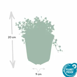 La Green Touch Fleurs De Saison | - Isotoma fluviatilis x6 – entre 0,38 et 0,5m2