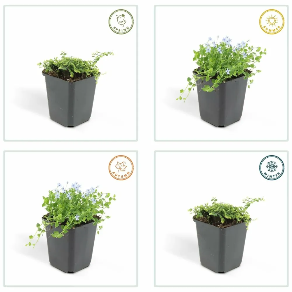 La Green Touch Fleurs De Saison | - Isotoma fluviatilis x6 – entre 0,38 et 0,5m2
