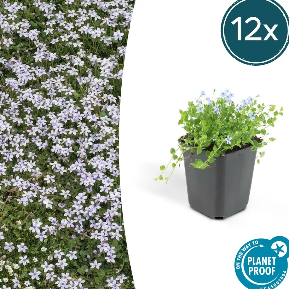 La Green Touch Fleurs De Saison | - Isotoma fluviatilis x6 – entre 0,38 et 0,5m2