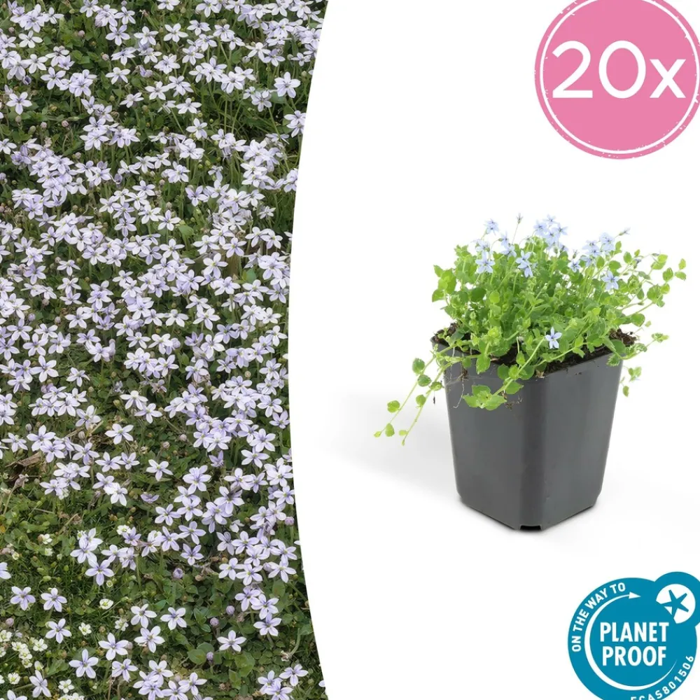 La Green Touch Fleurs De Saison | - Isotoma fluviatilis x6 – entre 0,38 et 0,5m2