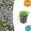 La Green Touch Fleurs De Saison | - Isotoma fluviatilis x60 – entre 3,75 et 5m2