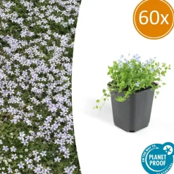 La Green Touch Fleurs De Saison | - Isotoma fluviatilis x60 – entre 3,75 et 5m2