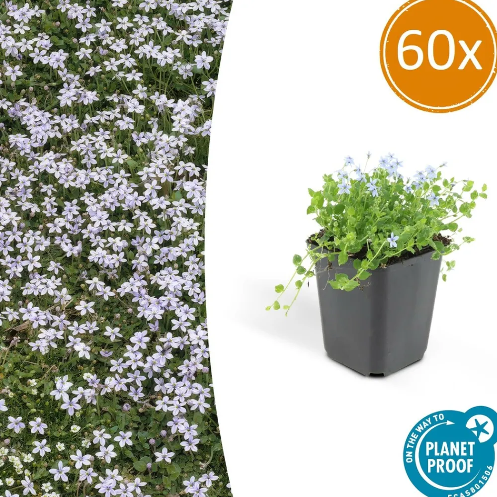 La Green Touch Fleurs De Saison | - Isotoma fluviatilis x60 – entre 3,75 et 5m2