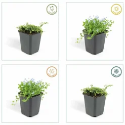 La Green Touch Fleurs De Saison | - Isotoma fluviatilis x60 – entre 3,75 et 5m2