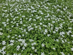 La Green Touch Fleurs De Saison | - Isotoma fluviatilis 'alba' x20 – entre 1,25 et 1,67m2
