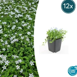 La Green Touch Fleurs De Saison | - Isotoma fluviatilis 'alba' x20 – entre 1,25 et 1,67m2