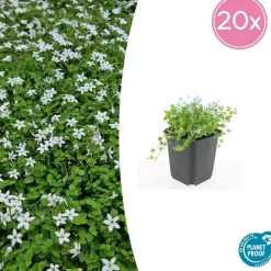 La Green Touch Fleurs De Saison | - Isotoma fluviatilis 'alba' x20 – entre 1,25 et 1,67m2