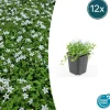 La Green Touch Fleurs De Saison | - Isotoma fluviatilis 'alba' x12 – entre 0,75 et 1m2