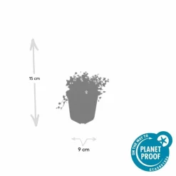 La Green Touch Fleurs De Saison | - Isotoma fluviatilis 'alba' x12 – entre 0,75 et 1m2