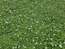 La Green Touch Fleurs De Saison | - Isotoma fluviatilis 'alba' x12 – entre 0,75 et 1m2
