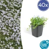 La Green Touch Fleurs De Saison | - Isotoma fluviatilis x40 – entre 2,5 et 3,33m2
