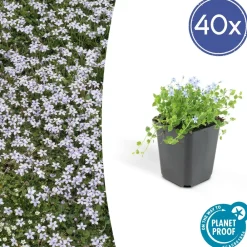 La Green Touch Fleurs De Saison | - Isotoma fluviatilis x40 – entre 2,5 et 3,33m2