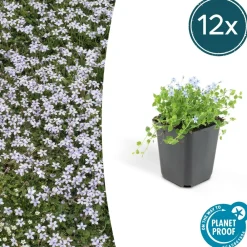 La Green Touch Fleurs De Saison | - Isotoma fluviatilis x40 – entre 2,5 et 3,33m2