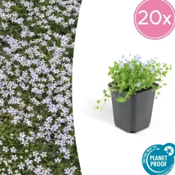 La Green Touch Fleurs De Saison | - Isotoma fluviatilis x40 – entre 2,5 et 3,33m2