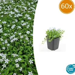 La Green Touch Fleurs De Saison | - Isotoma fluviatilis 'alba' x60 – entre 3,75 et 5m2