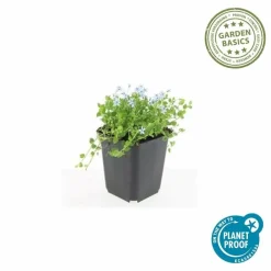 La Green Touch Fleurs De Saison | - Isotoma fluviatilis 'alba' x60 – entre 3,75 et 5m2