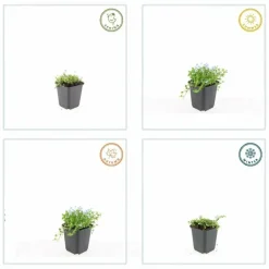 La Green Touch Fleurs De Saison | - Isotoma fluviatilis 'alba' x60 – entre 3,75 et 5m2